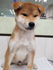 「北海道生まれの柴犬（男の子）が新しく仲間入り！切れ長のおめめがチャームポイント」