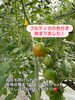 うっすら色が差してきました！「フルティカの色付きが始まりました🍅」
