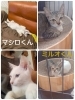 「まいぷれ吉野川市・阿波市お助け情報部よりお知らせ ＼里親探し／」