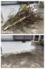 お客様自身で切られた木の処分代行「《川西市・猪名川町》剪定ゴミ・伐採ゴミの処分代行」