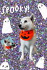 「Dog salon mofu mofu　余市町」
