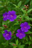 シコンノボタン「🌺 今日の花：シコンノボタン（紫紺野牡丹）」