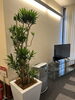 「オフィスや施設の雰囲気を高める観葉植物リースのご提案」