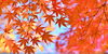 「紅葉」