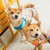 うめ＆まるちゃん「今日のお友達」