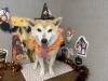 「本日のお客さま♥柴犬【大分市中戸次／ドッグサロン／トリミング】」