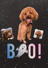 「Dog salon mofu mofu　余市町」