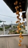 「今日は霜降（そうこう）」