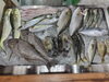 「📣本日のお魚情報🐟」