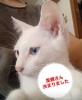「まいぷれ吉野川市・阿波市お助け情報部よりお知らせ ＼里親探し／」
