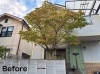 作業前のハナミズキ「川西市でハナミズキの剪定をしました！」