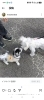 大阪市のシュナウザーと泉佐野市のマルチワミックス「本日の子犬教室■泉大津市のしつけ教室」