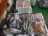 「📣本日のお魚情報🐟」