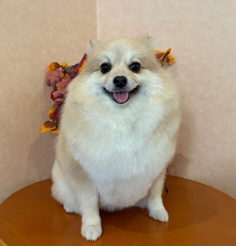 プリンちゃん ラテスパ・エステでした「ラテスパエステ」