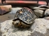 めでたく1歳を迎えました！「インドホシガメのステラ」