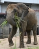 「11月9日（日）アフリカゾウ🐘「媛」19歳の誕生日会を行います！」