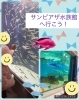 「サンピアザ水族館にいこう！こぱんはうすさくら札幌太平教室」