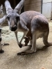 母シソの袋から顔を出す仔「アカカンガルーの赤ちゃんが顔を出しました！」