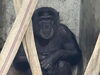 旭山動物園でのユズ「チンパンジー「ユズ」がお引越し」