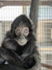 「【動物の様子】クロの近況」