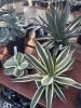 「個性豊かなアガベが続々入荷！鮮やかな斑入り種もご用意しています」
