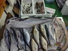 「📣本日のお魚情報🐟」