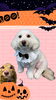 「Dog salon mofu mofu　余市町」