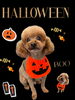 「Dog salon mofu mofu　余市町」