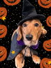 「Dog salon mofu mofu　余市町」