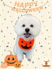 「Dog salon mofu mofu　余市町」