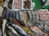 「📣本日のお魚情報🐟」