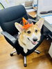 ちょっと失礼します(^_^*)「『お仕事中にちょっと失礼🎃 サスケのハロウィン』」