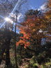 紅葉です。🍁キレイですよね〜「🍁11月となりました🍁」