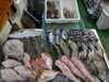「📣本日のお魚情報🐟」