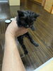 「甘えん坊な黒猫の赤ちゃん、優しい家族を探しています」