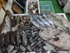 「📣本日のお魚情報🐟」