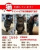 「【新居浜市：マイントピア別子付近】迷い猫を探しています（不明になった日：2025年10月25日）」