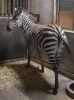 「グラントシマウマ🦓のミナツ（♀）が新しく仲間入りしました！」