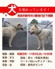 「【西条市新市付近】迷い犬を保護しています！（※新市集会所近辺）」