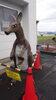 「西益津プールに鉄筋カンガルーを展示！」