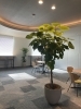 「オフィスや店舗の空間を彩る観葉植物レンタルのご提案」