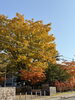 公園の紅葉「🍁秋晴れの日にほっと一息🌿 今日は空席多めです(^^)」