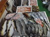 「📣本日入荷のお魚情報🐟」