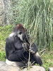 「🦍秋晴れとゴリラのシルバーバック豆知識」