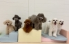 ハッピー♡ぷっか♡ルル♡リリー♡じろう♡リーチ「ましゅまろ幼稚園🐾」