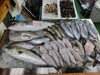 「📣本日のお魚情報🐟」