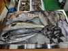 「📣本日のお魚情報🐟」