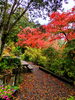 「紅葉の中で・・・🍁」