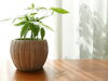 パキラ「インテリア映えする人気植物5選！おしゃれな観葉植物の特徴をご紹介します♪」