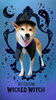 「Dog salon mofu mofu　余市町」